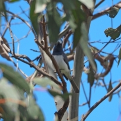 Myiagra rubecula (Leaden Flycatcher) at Molonglo Valley, ACT - 2 Nov 2022 by wombey