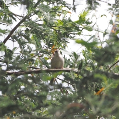 Melithreptus brevirostris (Brown-headed Honeyeater) at Molonglo River Reserve - 2 Nov 2022 by wombey