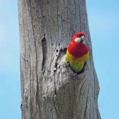 Platycercus eximius (Eastern Rosella) at Kama - 2 Nov 2022 by wombey