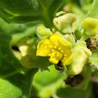 Tetragonia tetragonoides (Native Spinach, New Zealand Spinach) at Coffs Harbour, NSW - 2 Nov 2022 by trevorpreston