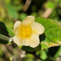 Sida rhombifolia (Paddy's Lucerne, Arrow-leaf Sida) at Coffs Harbour, NSW - 2 Nov 2022 by trevorpreston