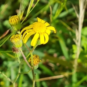 Senecio madagascariensis at Jerrabomberra, ACT - 2 Nov 2022