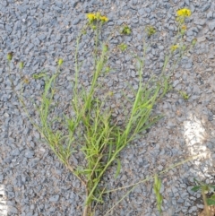 Senecio madagascariensis at Jerrabomberra, ACT - 2 Nov 2022