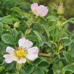 Rosa canina at Isaacs, ACT - 2 Nov 2022