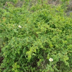 Rosa canina at Isaacs, ACT - 2 Nov 2022 03:08 PM