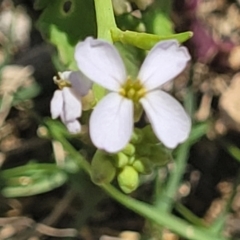 Cakile maritima (Sea Rocket) at Coffs Harbour, NSW - 2 Nov 2022 by trevorpreston