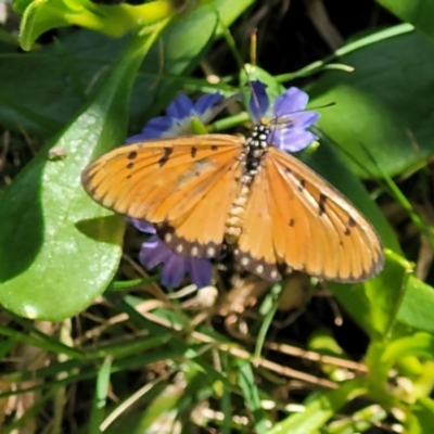 Acraea terpsicore (Tawny Coster) at Coffs Harbour, NSW - 2 Nov 2022 by trevorpreston