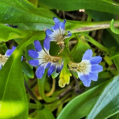 Scaevola calendulacea (Dune Fan-flower) at Coffs Harbour, NSW - 2 Nov 2022 by trevorpreston