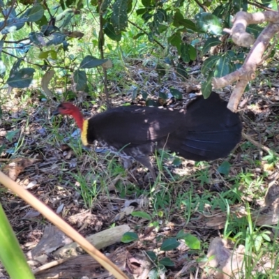 Alectura lathami (Australian Brush-turkey) at Coffs Harbour, NSW - 2 Nov 2022 by trevorpreston