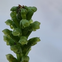 Microtis sp. (Onion Orchid) at Jerrabomberra, ACT - 2 Nov 2022 by Mike