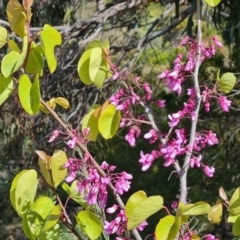 Cercis siliquastrum (Judas Tree) at Wanniassa Hill - 2 Nov 2022 by Mike