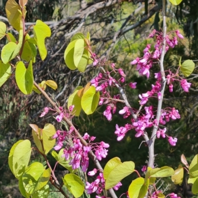 Cercis siliquastrum (Judas Tree) at Wanniassa Hill - 2 Nov 2022 by Mike