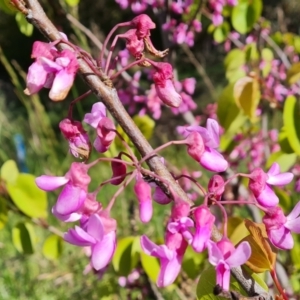 Cercis siliquastrum at Jerrabomberra, ACT - 2 Nov 2022