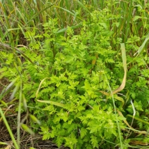 Tanacetum parthenium at Jerrabomberra, ACT - 2 Nov 2022