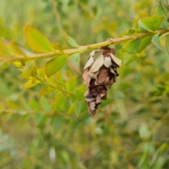 Hyalarcta huebneri (Leafy Case Moth) at Wanniassa Hill - 2 Nov 2022 by Mike