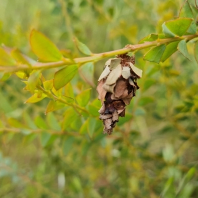 Hyalarcta huebneri (Leafy Case Moth) at Wanniassa Hill - 2 Nov 2022 by Mike