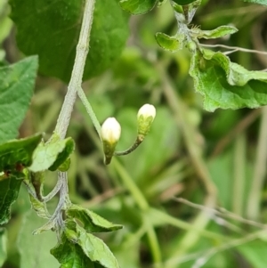 Solanum nigrum at Jerrabomberra, ACT - 2 Nov 2022 03:54 PM