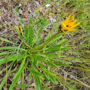 Gazania x splendens at Jerrabomberra, ACT - 2 Nov 2022 03:48 PM