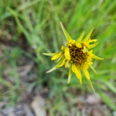 Tragopogon dubius (Goatsbeard) at Jerrabomberra, ACT - 2 Nov 2022 by Mike