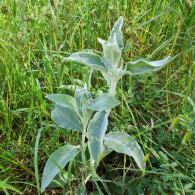 Stachys byzantina (Lambs Ears) at Jerrabomberra, ACT - 2 Nov 2022 by Mike