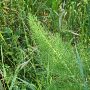 Foeniculum vulgare at Jerrabomberra, ACT - 2 Nov 2022