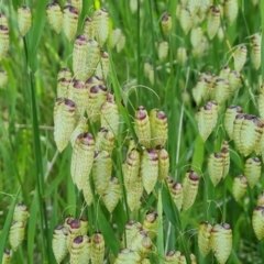 Briza maxima (Quaking Grass, Blowfly Grass) at Jerrabomberra, ACT - 2 Nov 2022 by Mike