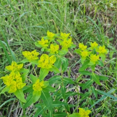 Euphorbia oblongata (Egg-leaf Spurge) at Jerrabomberra, ACT - 2 Nov 2022 by Mike