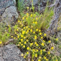 Trifolium campestre (Hop Clover) at Jerrabomberra, ACT - 2 Nov 2022 by Mike