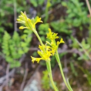 Pimelea curviflora at Jerrabomberra, ACT - 2 Nov 2022