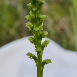 Microtis sp. at Jerrabomberra, ACT - suppressed