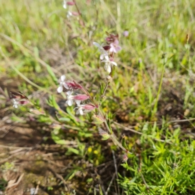 Silene gallica var. gallica (French Catchfly) at Jerrabomberra, ACT - 2 Nov 2022 by Mike