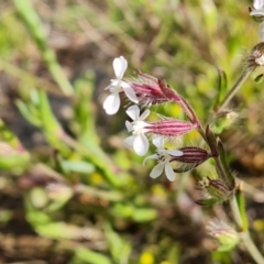 Silene gallica var. gallica at Jerrabomberra, ACT - 2 Nov 2022 04:40 PM