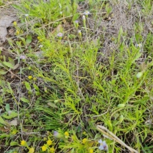 Vittadinia muelleri at Jerrabomberra, ACT - 2 Nov 2022