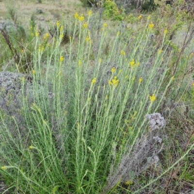 Chrysocephalum semipapposum (Clustered Everlasting) at Jerrabomberra, ACT - 2 Nov 2022 by Mike