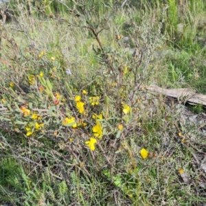 Hibbertia obtusifolia at Jerrabomberra, ACT - 2 Nov 2022 04:33 PM