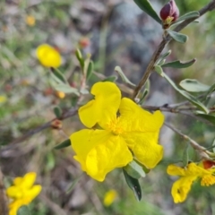 Hibbertia obtusifolia at Jerrabomberra, ACT - 2 Nov 2022 04:33 PM