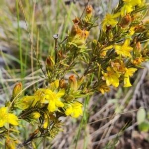 Hibbertia calycina at Jerrabomberra, ACT - 2 Nov 2022