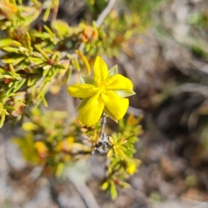 Hibbertia calycina at Jerrabomberra, ACT - 2 Nov 2022