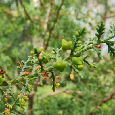 Hesperocyparis arizonica (Arizona Cypress) at Isaacs Ridge - 2 Nov 2022 by Mike