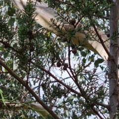 Cupressus arizonica at Jerrabomberra, ACT - 2 Nov 2022