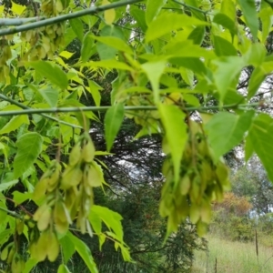 Acer negundo at Jerrabomberra, ACT - 2 Nov 2022