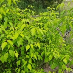 Acer negundo at Jerrabomberra, ACT - 2 Nov 2022