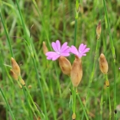 Petrorhagia nanteuilii (Proliferous Pink, Childling Pink) at Jerrabomberra, ACT - 2 Nov 2022 by Mike