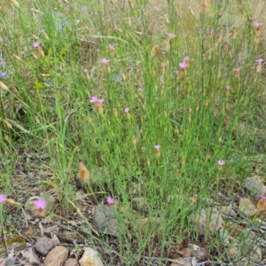 Petrorhagia nanteuilii at Jerrabomberra, ACT - 2 Nov 2022