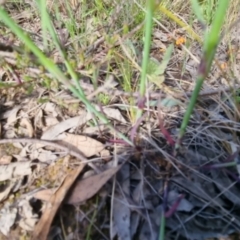 Petrorhagia nanteuilii at Bungendore, NSW - 2 Nov 2022