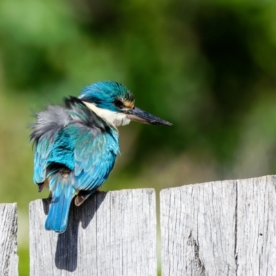 Todiramphus sanctus (Sacred Kingfisher) at Palmerston, ACT - 2 Nov 2022 by pjpiper