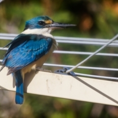 Todiramphus sanctus at Palmerston, ACT - suppressed