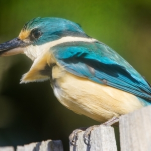 Todiramphus sanctus at Palmerston, ACT - 2 Nov 2022