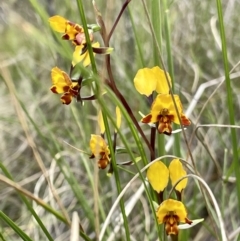 Diuris semilunulata (Late Leopard Orchid) at Kambah, ACT - 2 Nov 2022 by Cathy_Katie