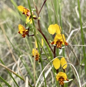 Diuris semilunulata at Kambah, ACT - suppressed